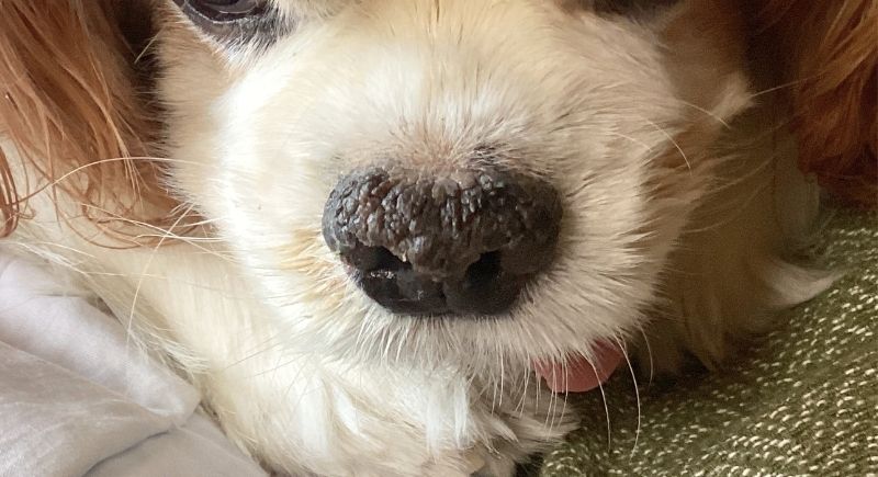 乾燥した犬の鼻2