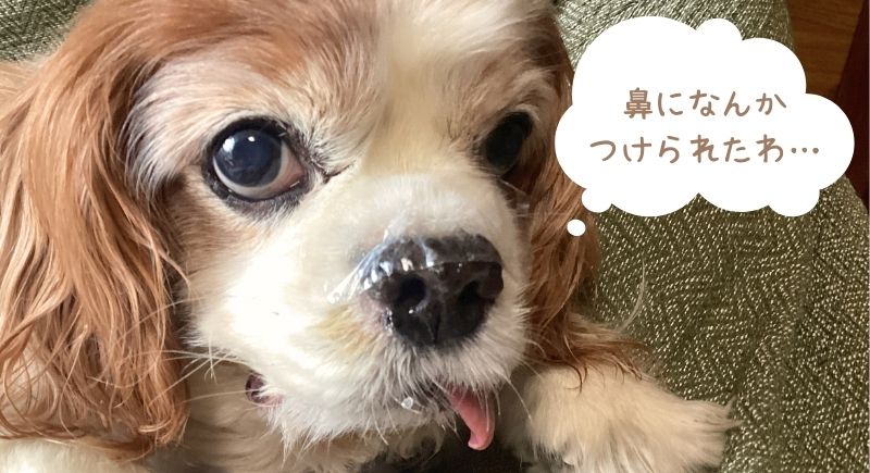 鼻にクリームをつけられた犬