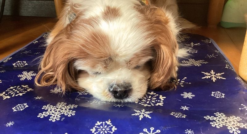 ラップを受け入れて寝るサリー